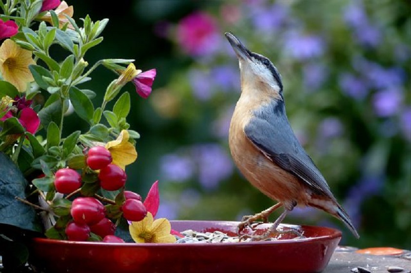 ¿Cómo hacer para atraer aves a tu jardín?
