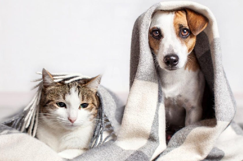 Las mascotas que más eligen las personas