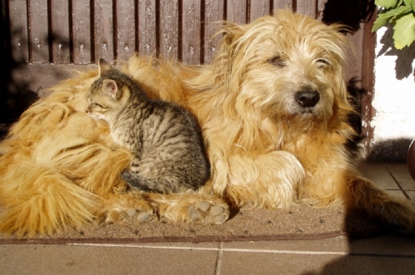 ¿Cómo evitar el mal olor de las mascotas?
