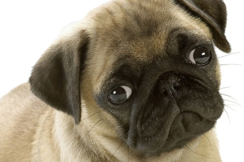 ¿Qué hacer si tu perro está triste o melancólico?