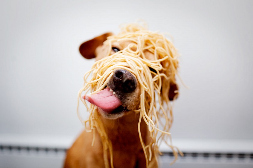 Alimentos dañinos para tus mascotas ¿Qué es lo que no les puedo dar?