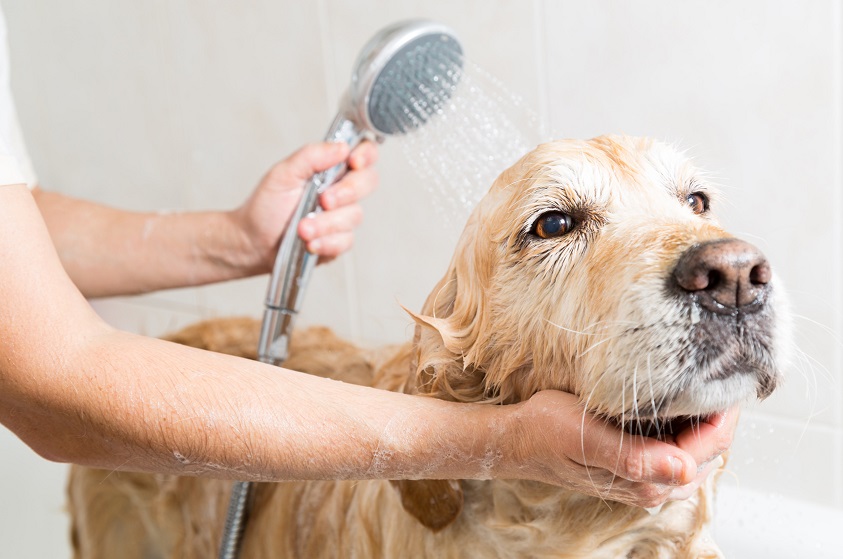 ¿Cómo combatir las garrapatas en tu peludo amigo?