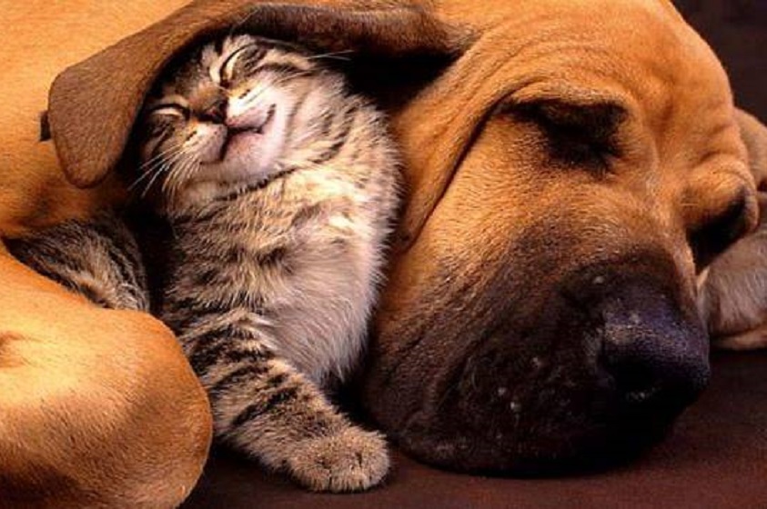 Perros VS Gatos ¿Con cuál te identificas más?