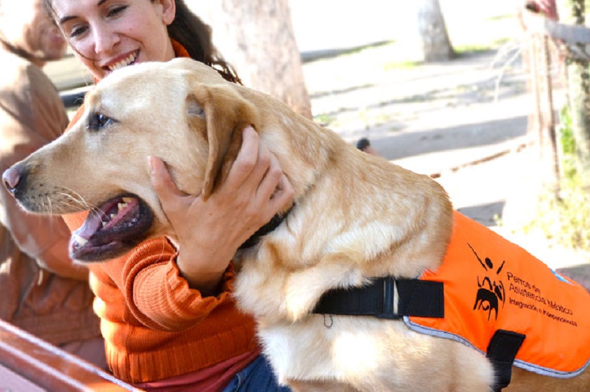 Perros utilizados para diferentes tipos de asistencia