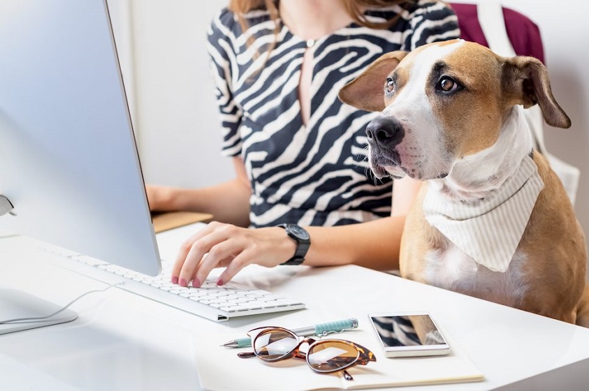 La iniciativa de Purina para implementar oficinas «Dog-friendly»