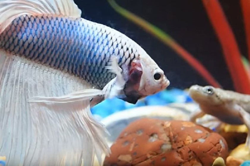 Información general de los Peces Betta