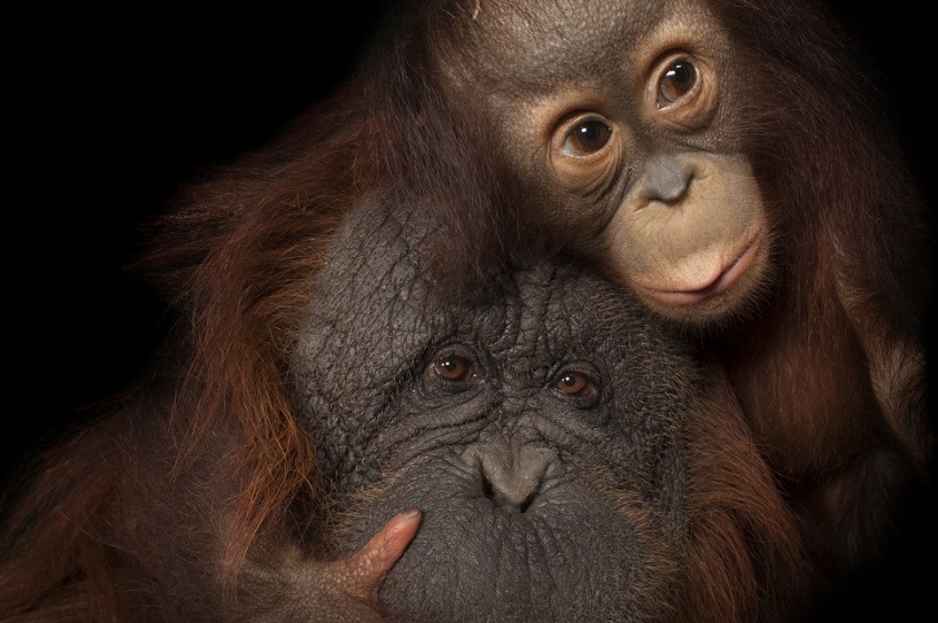 National Geographic Photo Ark de Joel Sartore