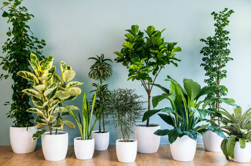 Plantas para interiores que necesitan muy poca luz