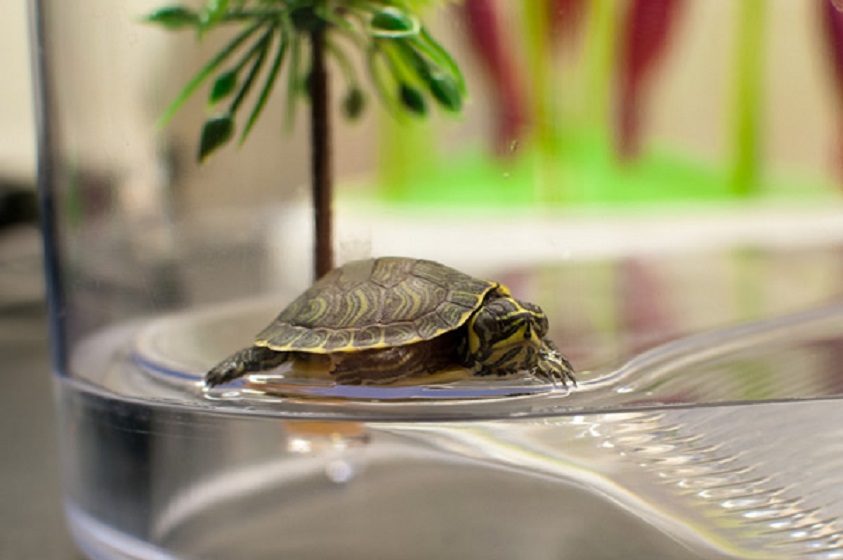 Los cuidados para una tortuga de agua