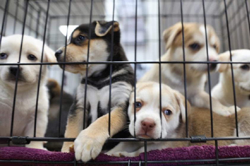¿Por qué Instagram y Facebook prohiben venta de animales?