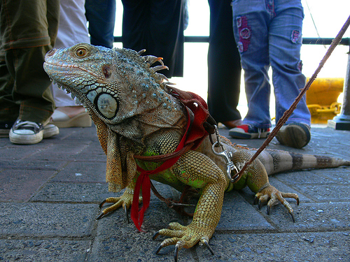 joniux iguana