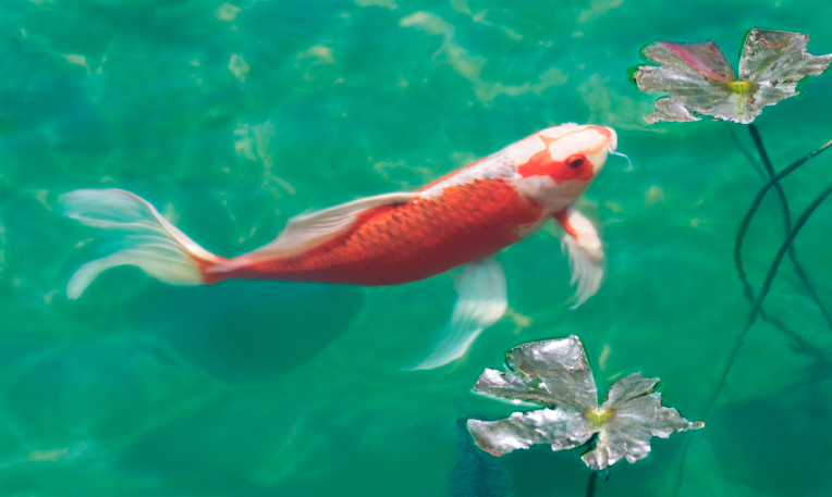 koi6
