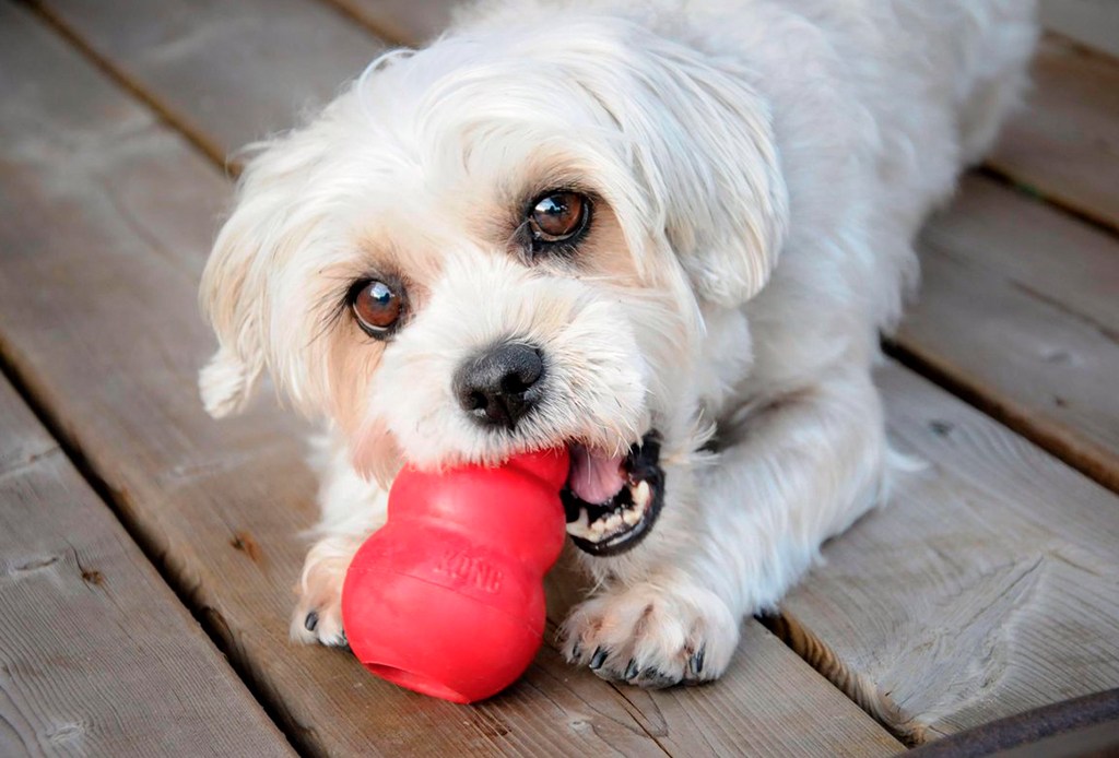 Estimula a tu perro con los juguetes Kong