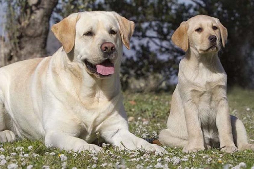 Las 10 razas de perros más populares