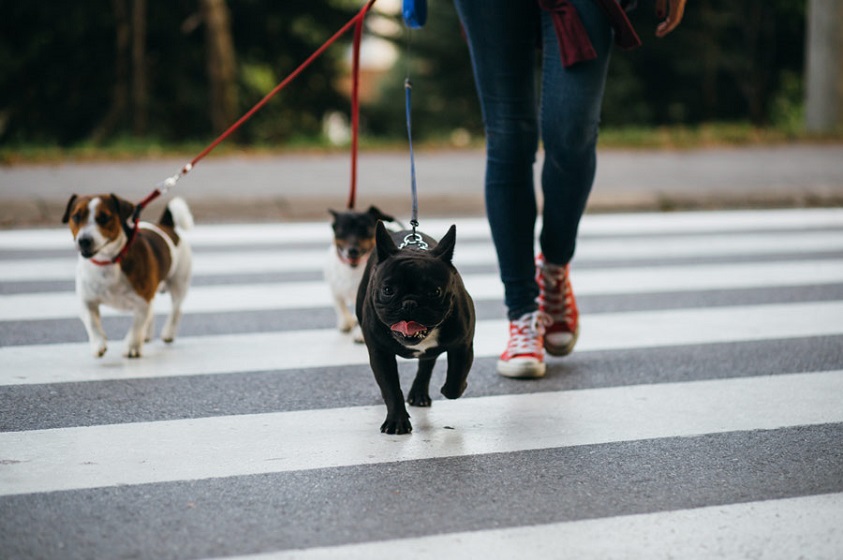 Obligaciones legales al tener una mascota