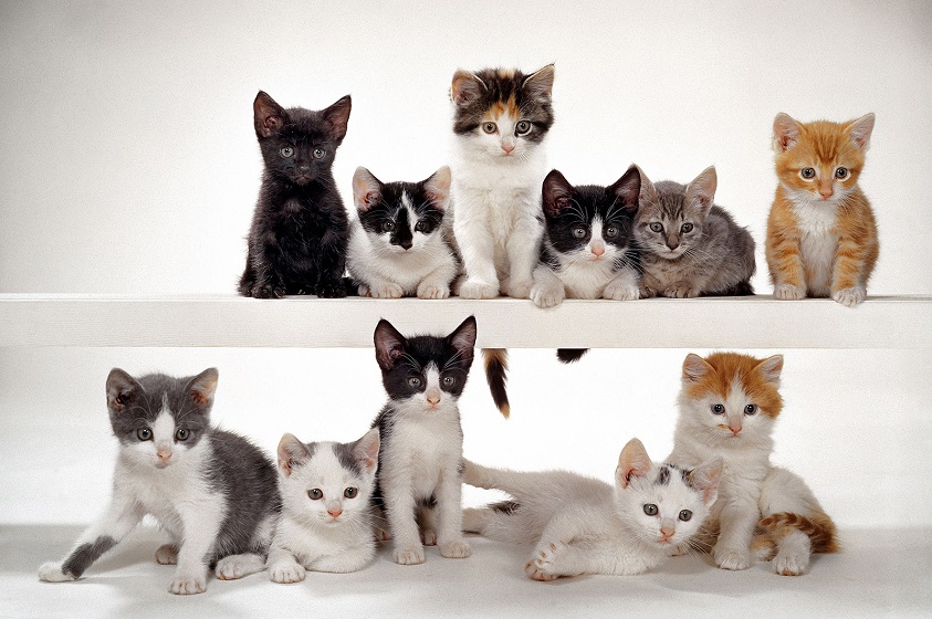 Para los amantes de los felinos: Mundo Gatos