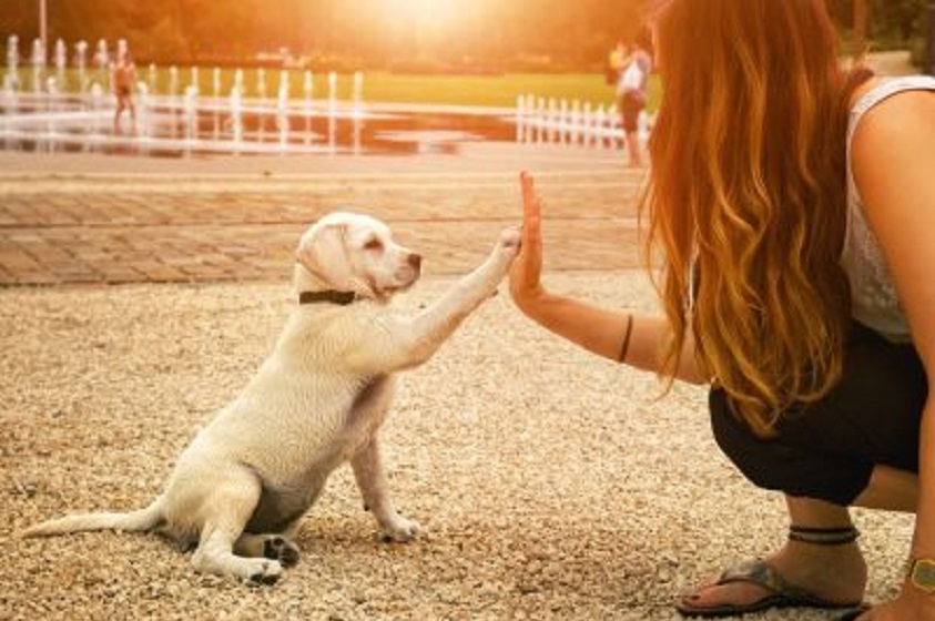 Las mascotas que viven con los famosos