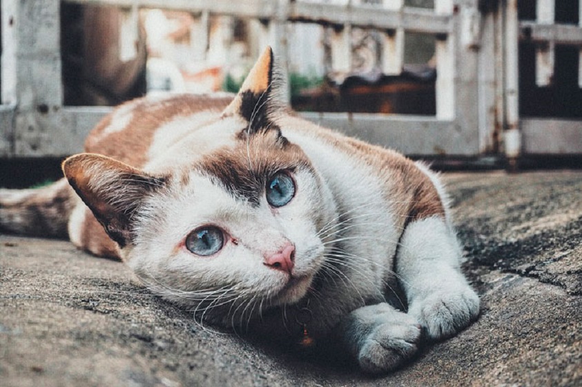 «Oda al Gato» del escritor Pablo Neruda