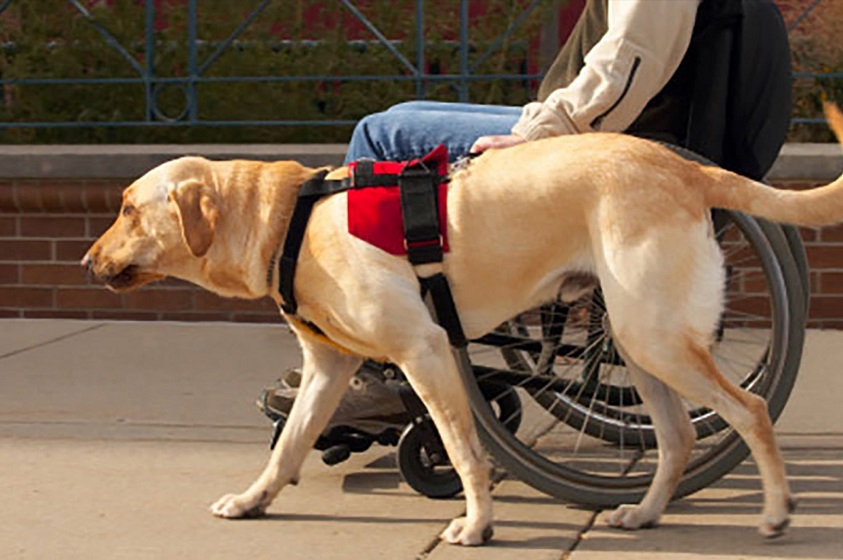 ¿Cuáles son los perros de asistencia o servicio?