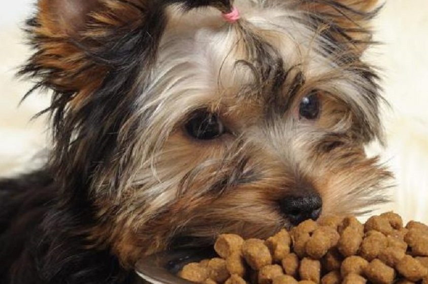 Nunca des estos alimentos a tu mascota