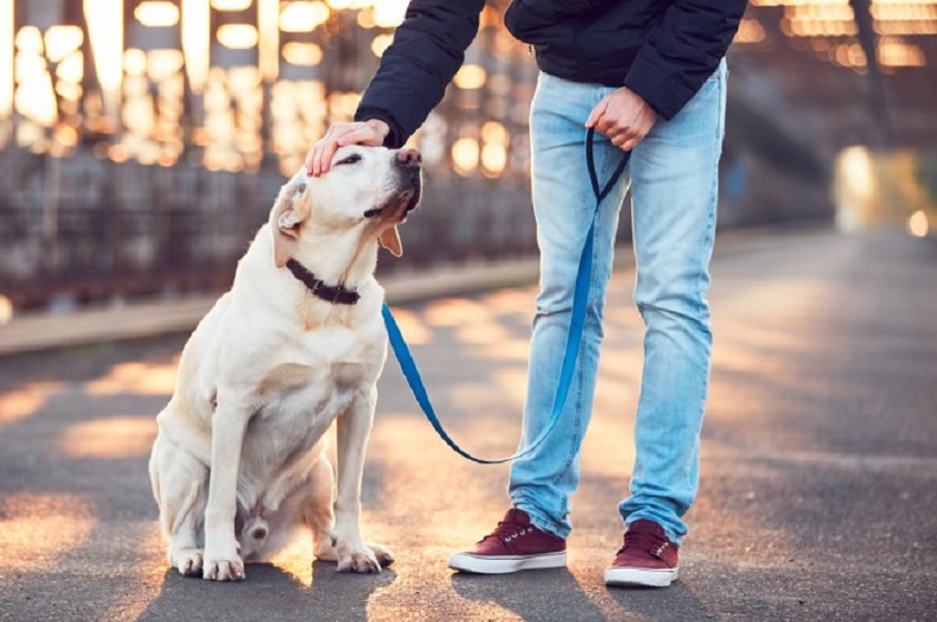 Medidas para que tu perro no se pierda