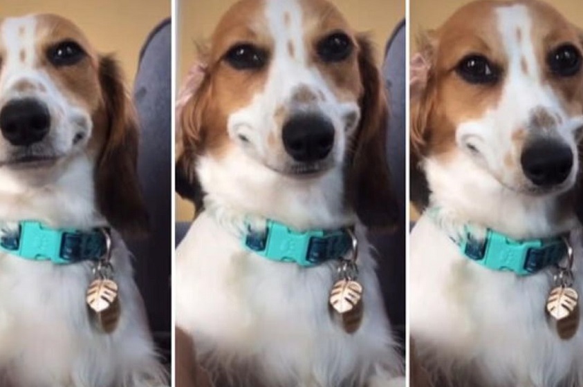 Memes de mascotas en las redes sociales