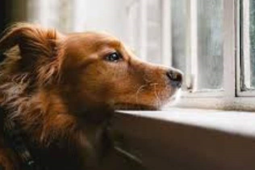 ¿Qué hacer con los perros durante la cuarentena?