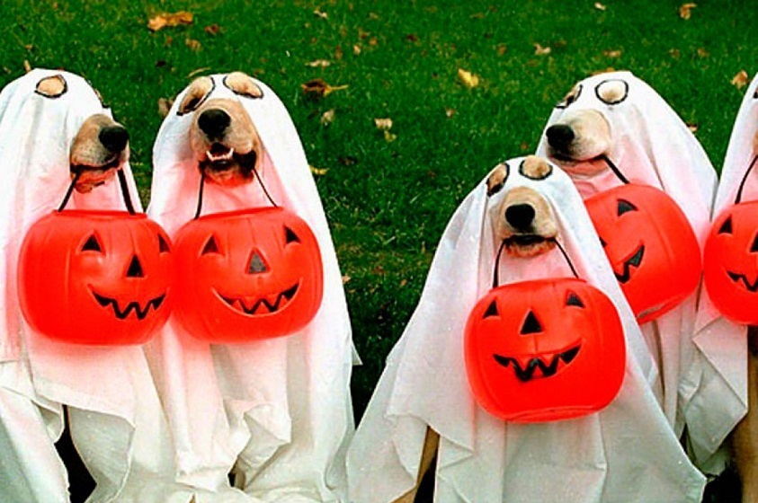 Disfraces de Halloween para tus mascotas