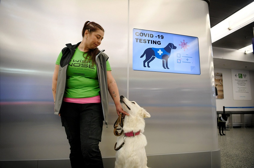 Perros rastreadores de Covid 19 en aeropuertos