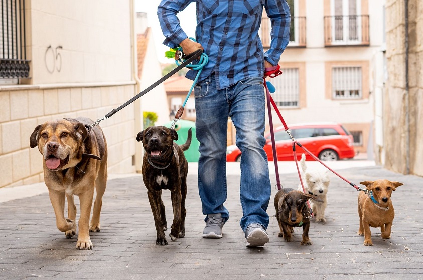 Los perros prohibidos en algunas religiones