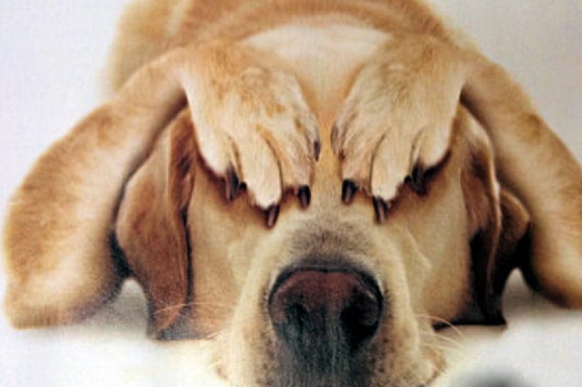 ¿Por qué mi perro detesta los ruidos fuertes?