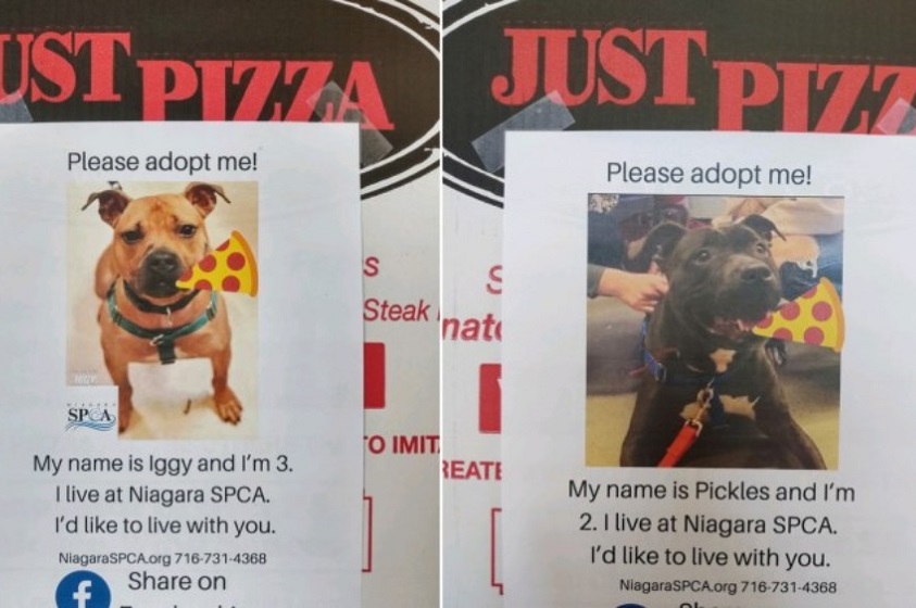 Una pizzería en NY ayuda a los perros en adopción