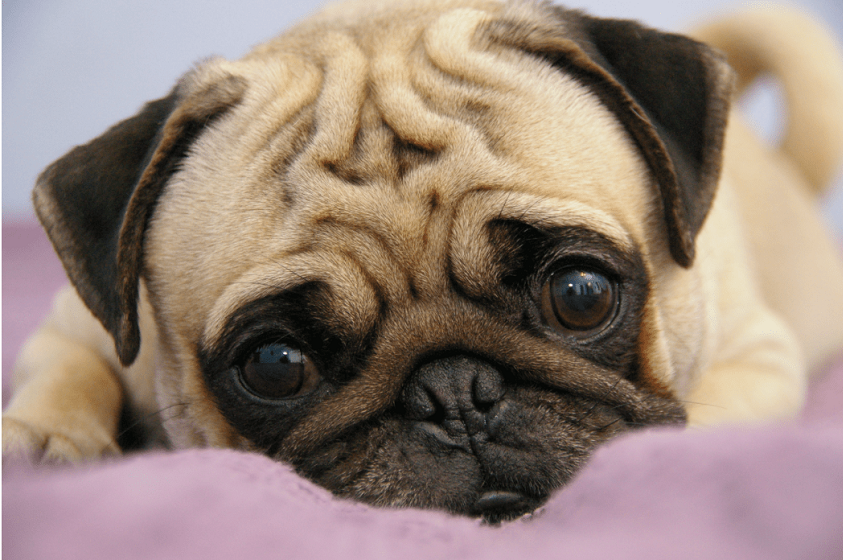 ¿Por qué los veterinarios no recomiendan Pugs?