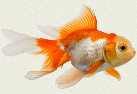 red white fantail fancy goldfish