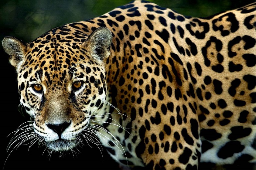 El santuario del jaguar en Oaxaca