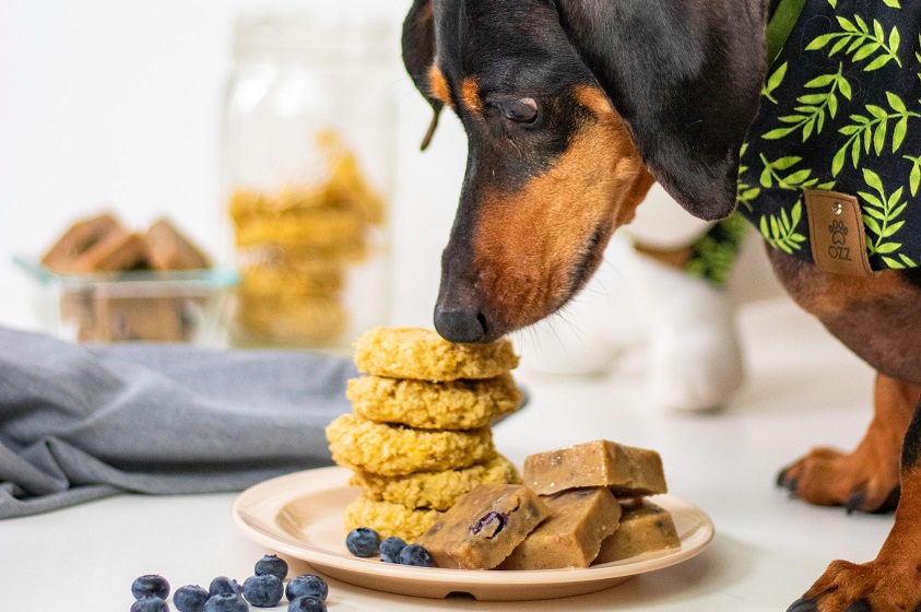Prepara en casa estos snacks para tu mascota