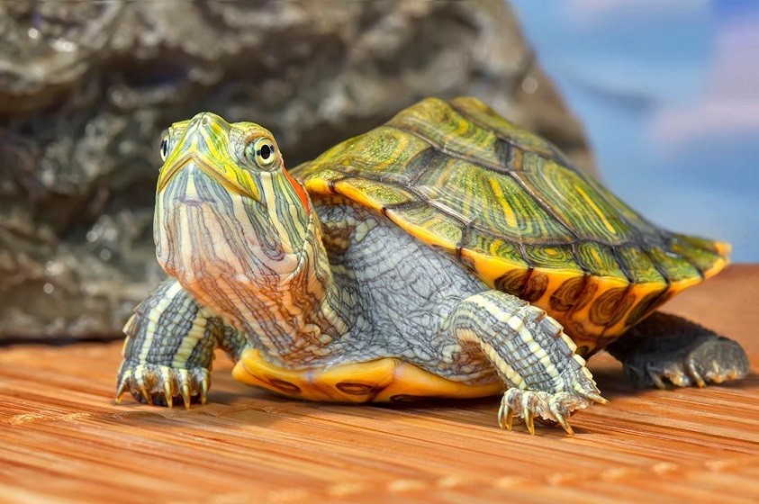 ¿Qué necesitas para tener una tortuga de agua en casa?