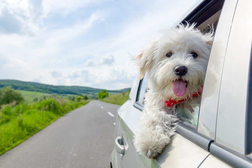 ¿Qué necesitas para viajar con tus mascotas?