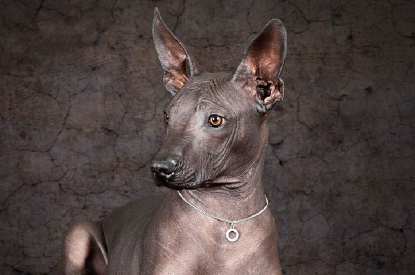 ¿Existían los perros en la América prehispánica?